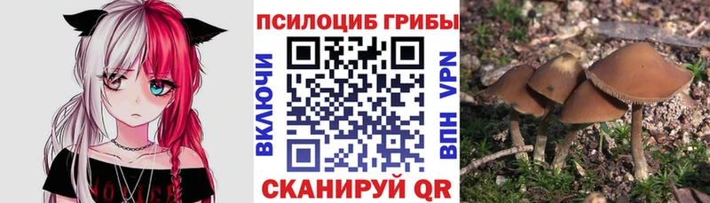 Галлюциногенные грибы Psilocybine cubensis  где купить   Бавлы 